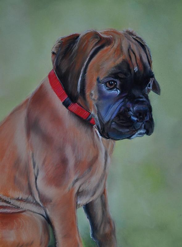 Gringo-2mois-et-demi.jpg - Pastel format /size 30x40