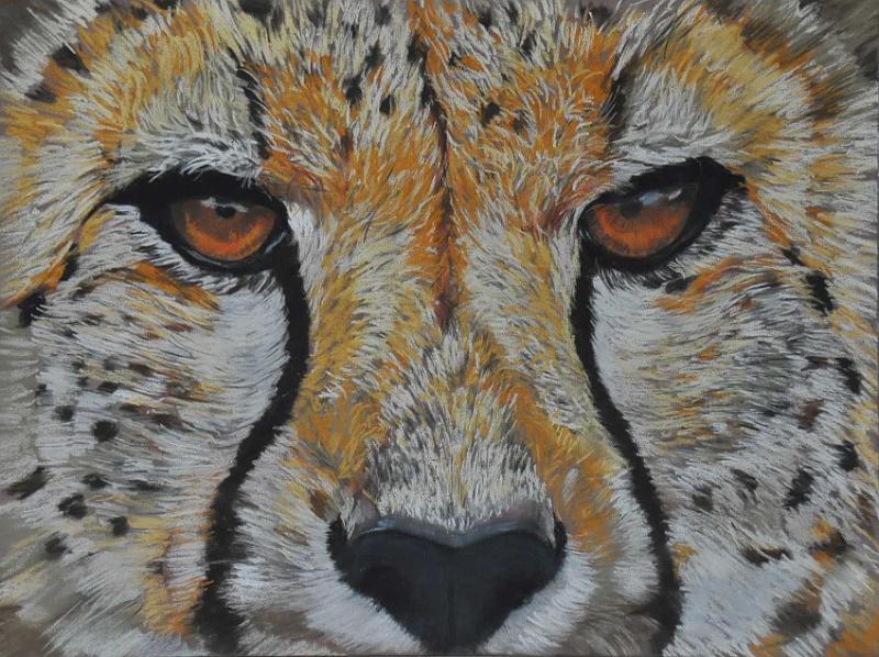 guepard.JPG -  Pastel format /size 30 x 40
