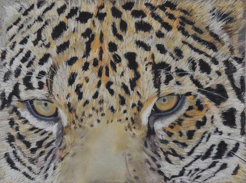 jaguar.JPG -  Pastel format /size 30 x 40