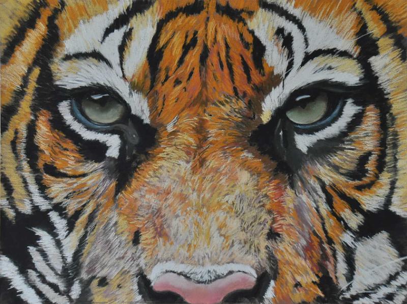 tigre2.JPG -  Pastel format /size 30 x 40