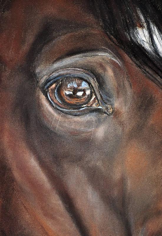 cheval-marrondroit.jpg - Pastel   format /size 30x40