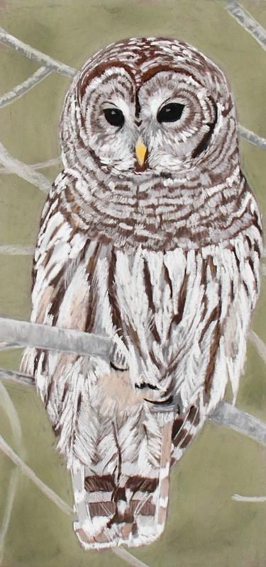 chouette1.jpg - Pastel