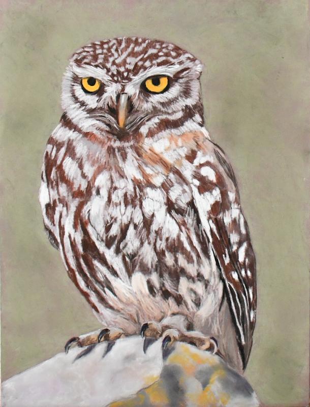 chouette2.jpg - Pastel
